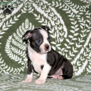 Drexel, Boston Terrier Puppy