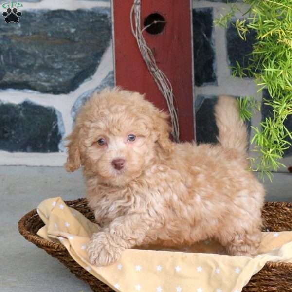 Drizzle, Bich-Poo Puppy