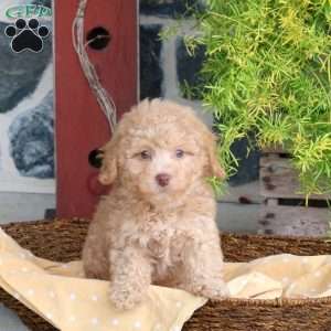 Drizzle, Bich-Poo Puppy