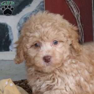 Drizzle, Bich-Poo Puppy