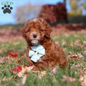 Drumstick, Miniature Poodle Puppy