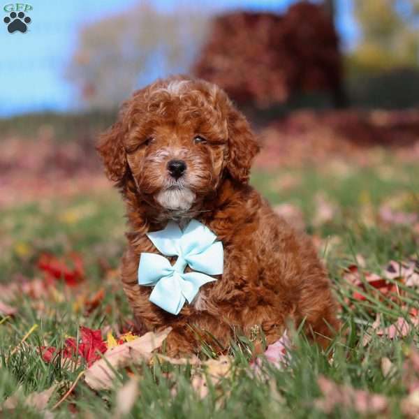 Drumstick, Miniature Poodle Puppy
