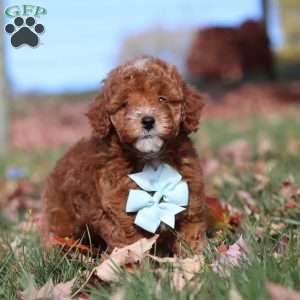 Drumstick, Miniature Poodle Puppy