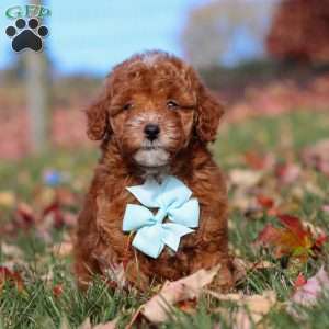 Drumstick, Miniature Poodle Puppy
