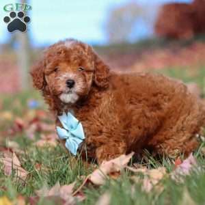 Drumstick, Miniature Poodle Puppy