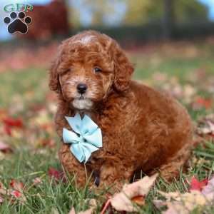Drumstick, Miniature Poodle Puppy