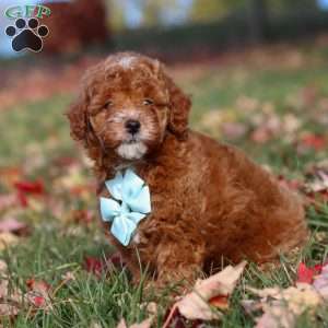 Drumstick, Miniature Poodle Puppy