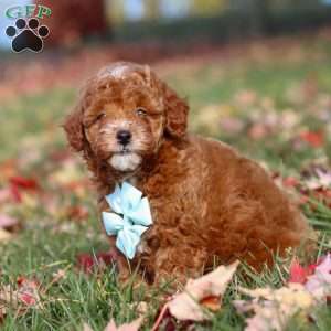 Drumstick, Miniature Poodle Puppy