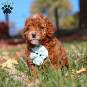 Drumstick, Miniature Poodle Puppy