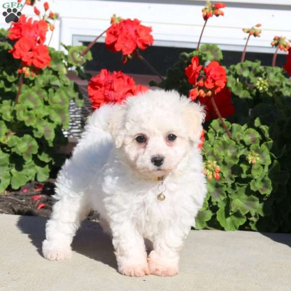 Duchess, Bichon Frise Puppy