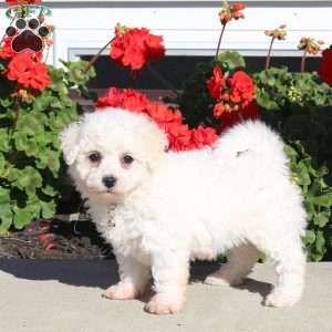 Duchess, Bichon Frise Puppy