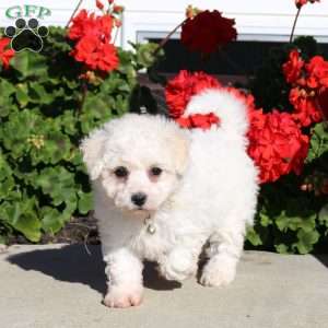 Duchess, Bichon Frise Puppy