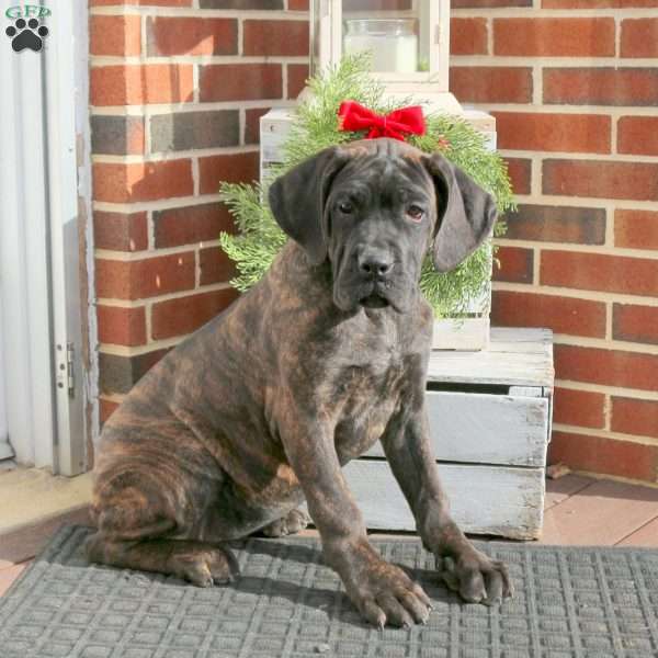 Ducky, Cane Corso Puppy