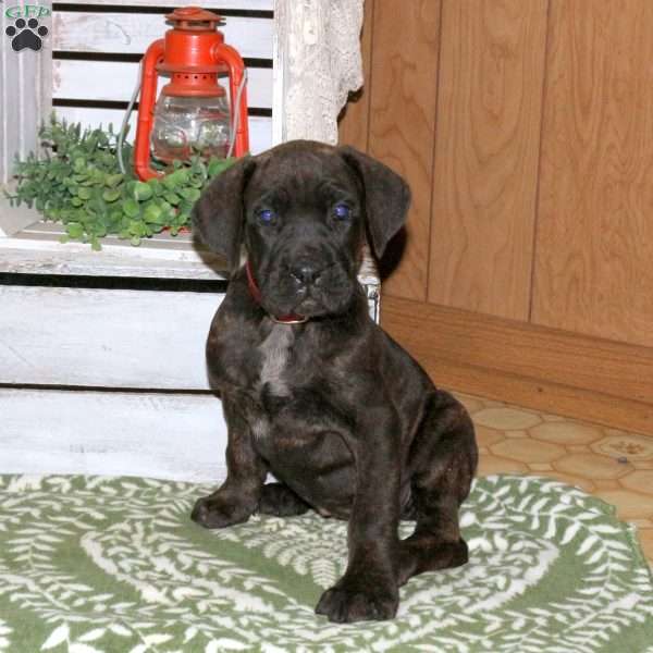 Ducky, Cane Corso Puppy