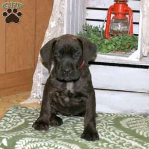 Ducky, Cane Corso Puppy