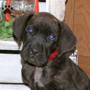 Ducky, Cane Corso Puppy