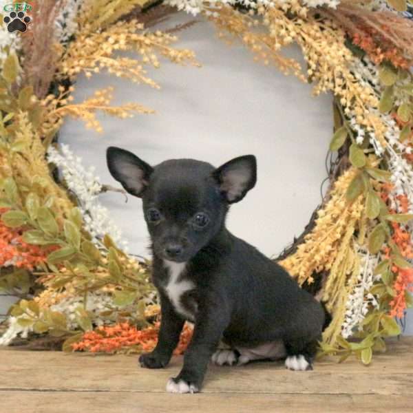 Dudley, Chihuahua Puppy