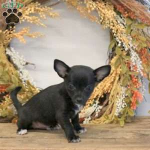Dudley, Chihuahua Puppy