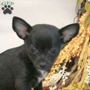 Dudley, Chihuahua Puppy