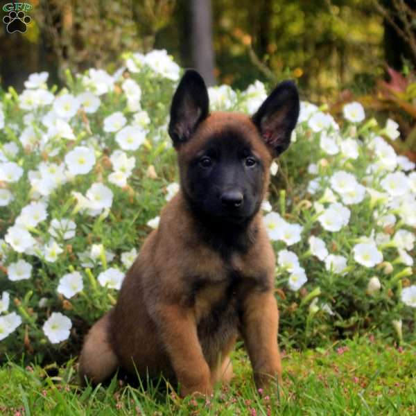 Duke, Belgian Malinois Puppy