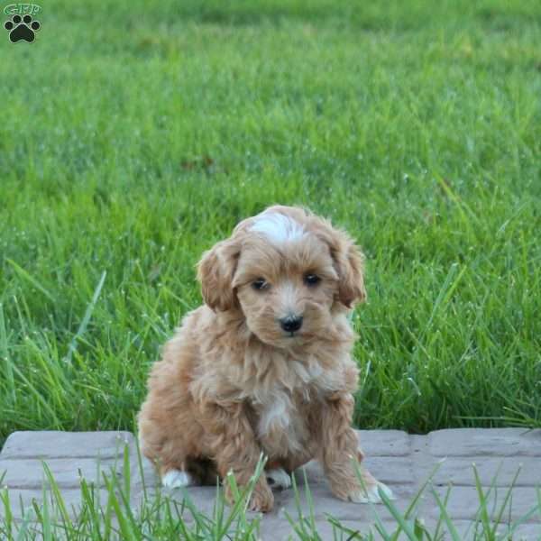 Duke, Mini Goldendoodle Puppy