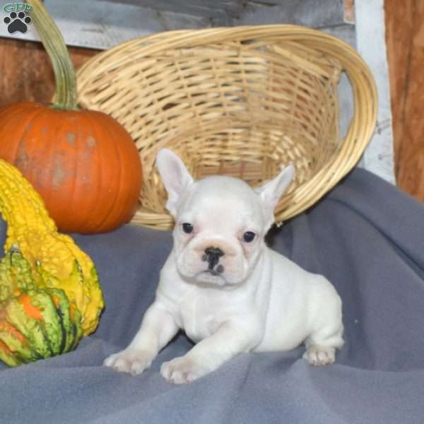 Duke, French Bulldog Puppy