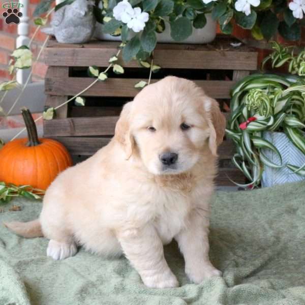 Duke, Golden Retriever Puppy
