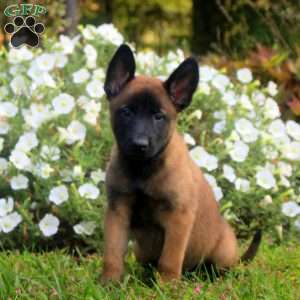 Duke, Belgian Malinois Puppy