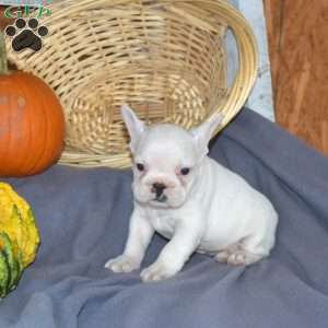 Duke, French Bulldog Puppy