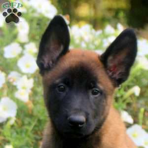 Duke, Belgian Malinois Puppy