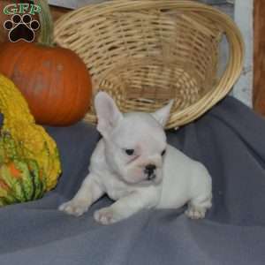 Duke, French Bulldog Puppy