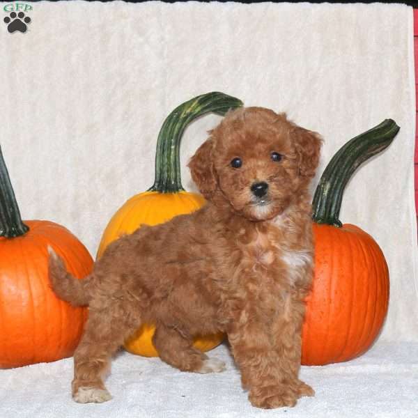 Duncan, Miniature Poodle Puppy
