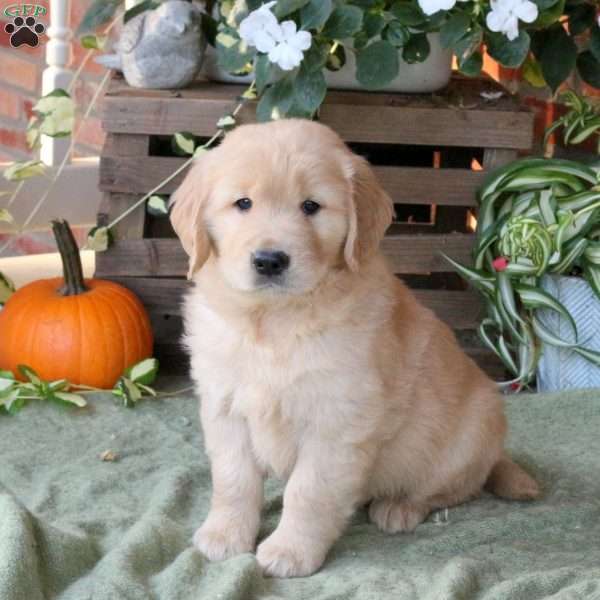 Duncan, Golden Retriever Puppy