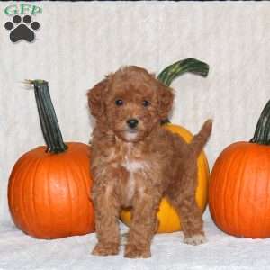 Duncan, Miniature Poodle Puppy