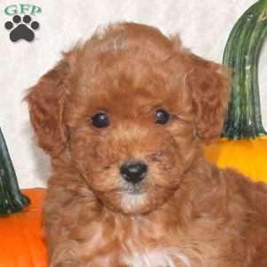 Duncan, Miniature Poodle Puppy