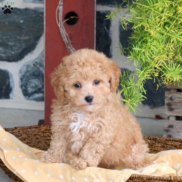 Dune, Bich-Poo Puppy