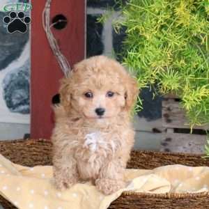 Dune, Bich-Poo Puppy