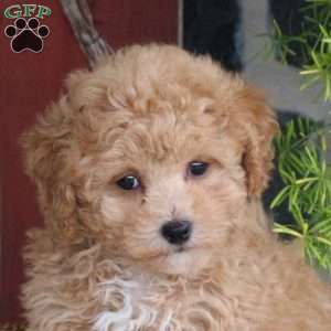 Dune, Bich-Poo Puppy
