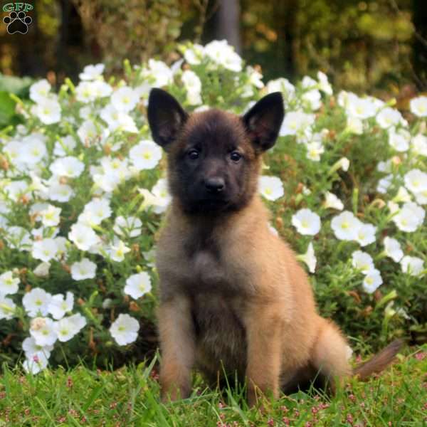 Dustin, Belgian Malinois Puppy