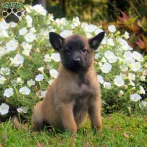 Dustin, Belgian Malinois Puppy