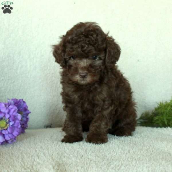 Dusty, Toy Poodle Puppy