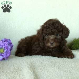 Dusty, Toy Poodle Puppy