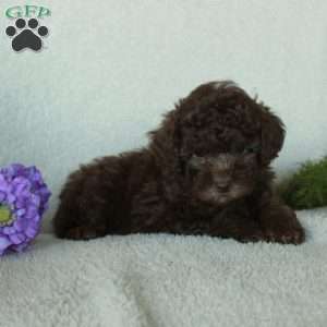 Dusty, Toy Poodle Puppy