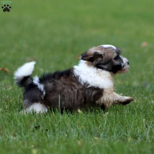 Dusty, Havanese Puppy