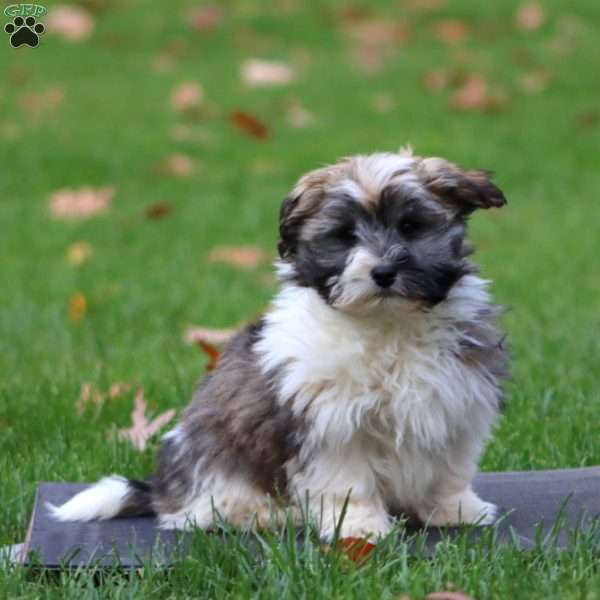 Dusty, Havanese Puppy