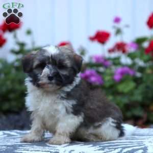 Dusty, Havanese Puppy