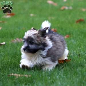 Dusty, Havanese Puppy