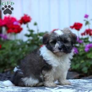 Dusty, Havanese Puppy