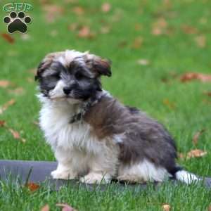 Dusty, Havanese Puppy