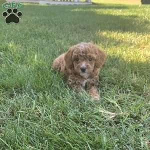 Cooper, Cavapoo Puppy